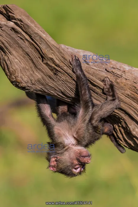 : 80185832 Olive Baboon - young playing Masai Mara : 80185832 Olive Baboon - young playing Masai Mara