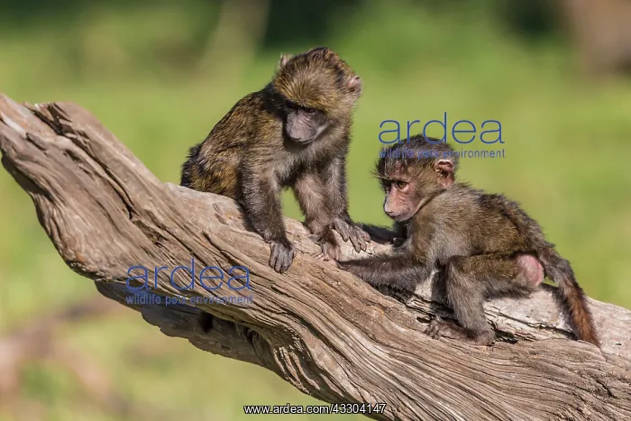 : 80185833 Olive Baboon - young playing Masai Mara : 80185833 Olive Baboon - young playing Masai Mara