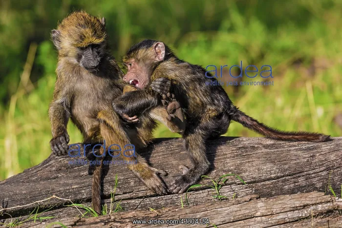 : 80185834 Olive Baboon - young playing Masai Mara : 80185834 Olive Baboon - young playing Masai Mara