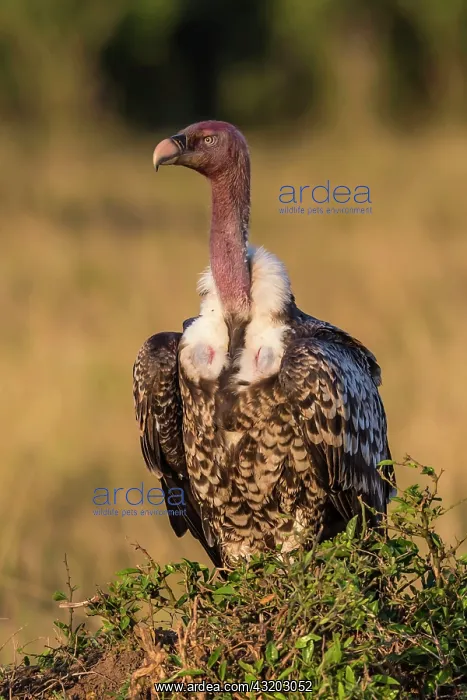  : 80185840 Ruppell's Vulture Masai Mara National Reserve