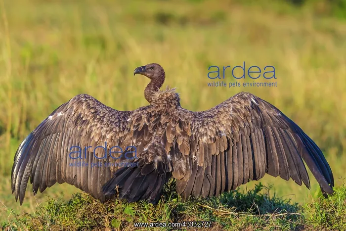  : 80185841 Ruppell's Vulture Masai Mara National Reserve