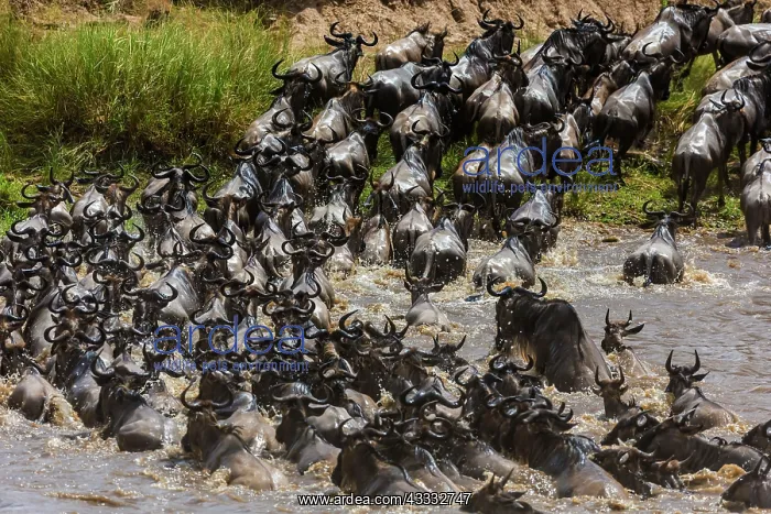 : 80185845 Wildebeest - crossing Mara River Masai : 80185845 Wildebeest - crossing Mara River Masai