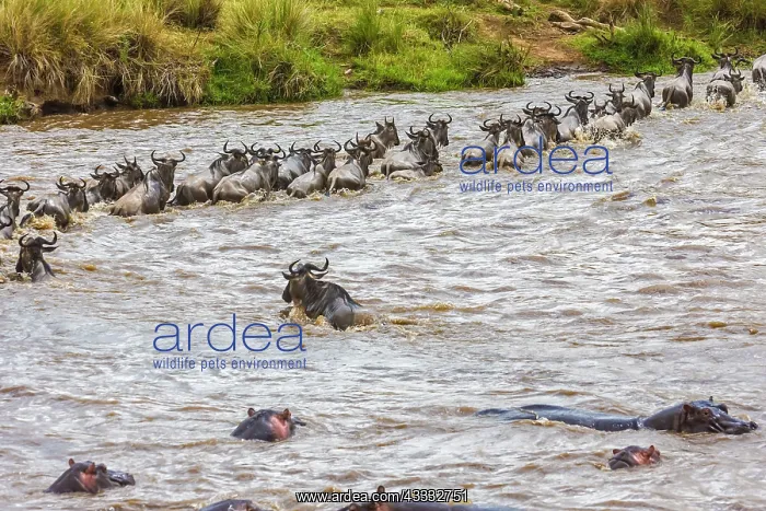 : 80185846 Wildebeest - crossing Mara River Masai : 80185846 Wildebeest - crossing Mara River Masai