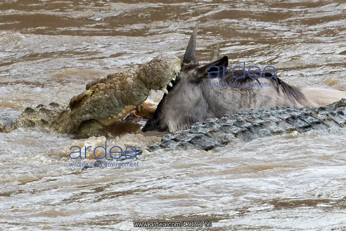 : 80185847 Wildebeest - crossing Mara River attacked : 80185847 Wildebeest - crossing Mara River attacked