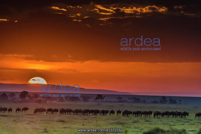  : 80185848 Wildebeest - migration at sunrise Masai