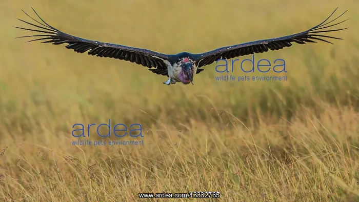 : 80185849 Marabou Stork in flight Masai Mara National : 80185849 Marabou Stork in flight Masai Mara National