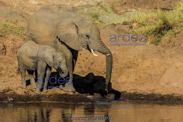 : 80185851 African Elephant - drinking from river : 80185851 African Elephant - drinking from river