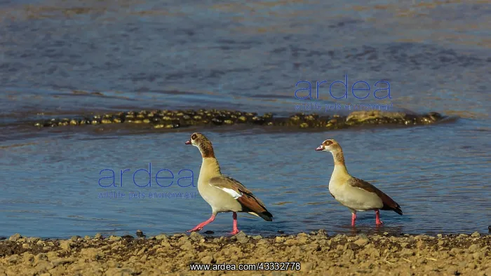 : 80185852 Egyptian Geese - walking past a Nile Crocodile : 80185852 Egyptian Geese - walking past a Nile Crocodile