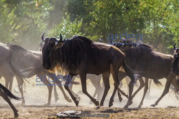 : 80185854 Wildebeest - migration Masai Mara National : 80185854 Wildebeest - migration Masai Mara National