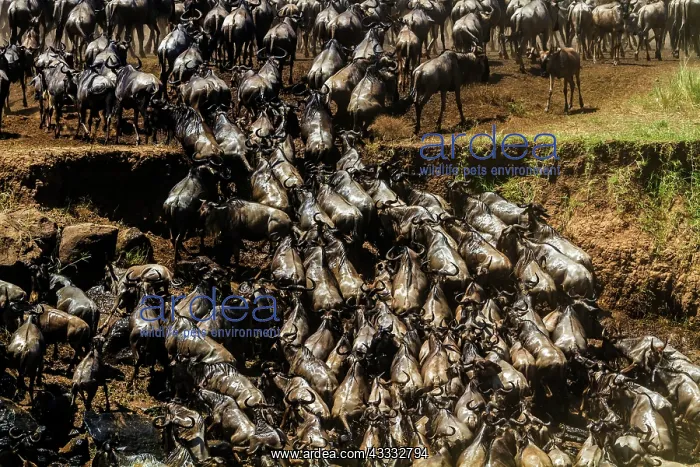 : 80185855 Wildebeest - crossing Mara River Masai : 80185855 Wildebeest - crossing Mara River Masai