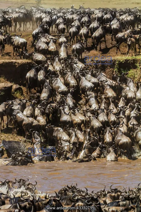 : 80185856 Wildebeest - crossing Mara River Masai : 80185856 Wildebeest - crossing Mara River Masai