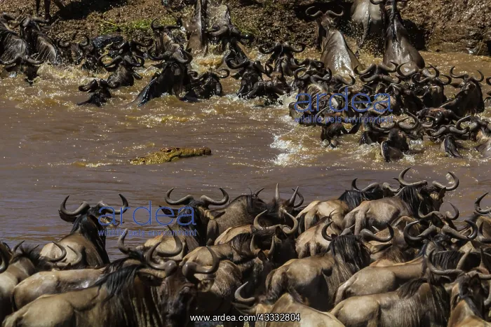 : 80185857 Wildebeest - crossing Mara River with Nile : 80185857 Wildebeest - crossing Mara River with Nile