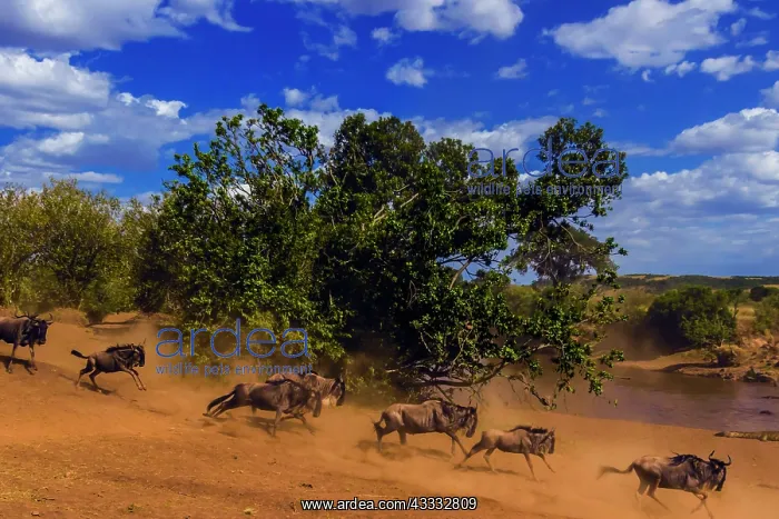 : 80185858 Wildebeest - migration Masai Mara National : 80185858 Wildebeest - migration Masai Mara National