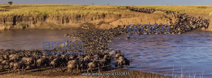 : 80185859 Wildebeest - crossing Mara River Masai : 80185859 Wildebeest - crossing Mara River Masai