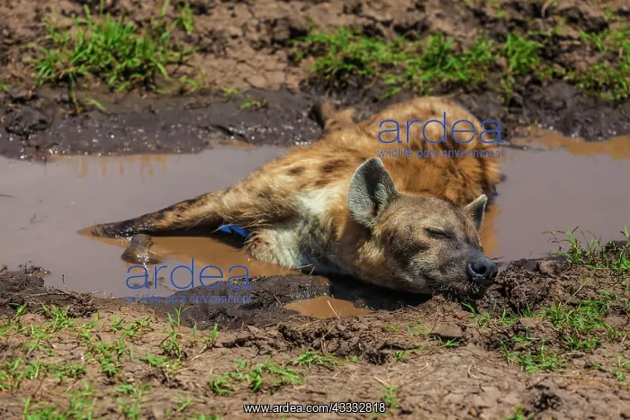 : 80185860 Spotted Hyenas - resting in puddle Masai : 80185860 Spotted Hyenas - resting in puddle Masai