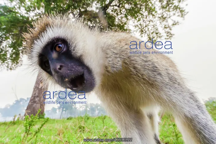: 80185861 Vervet Monkey Masai Mara National Reserve : 80185861 Vervet Monkey Masai Mara National Reserve