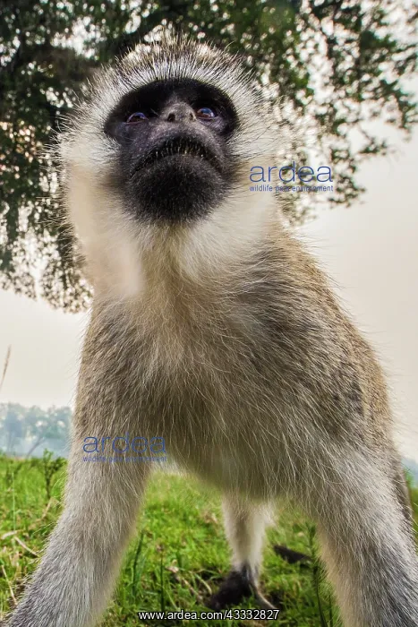 : 80185862 Vervet Monkey Masai Mara National Reserve : 80185862 Vervet Monkey Masai Mara National Reserve