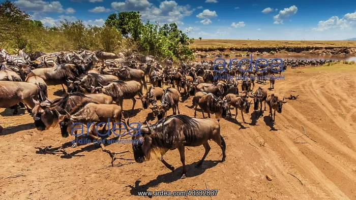 : 80185864 Wildebeest - with Zebras (Equus quagga) : 80185864 Wildebeest - with Zebras (Equus quagga)