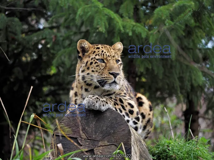 : 80185883 Leopard Leipzig Zoo, Germany Panthera pardus : 80185883 Leopard Leipzig Zoo, Germany Panthera pardus