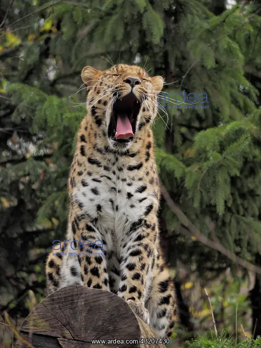 : 80185884 Leopard - yawning Leipzig Zoo, Germany : 80185884 Leopard - yawning Leipzig Zoo, Germany