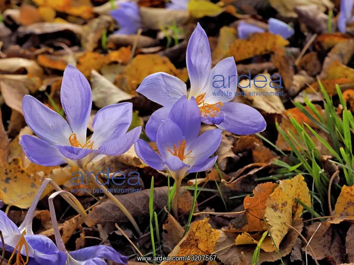 : 80185898 Autumn Crocus Germany Colchicum autumnale : 80185898 Autumn Crocus Germany Colchicum autumnale