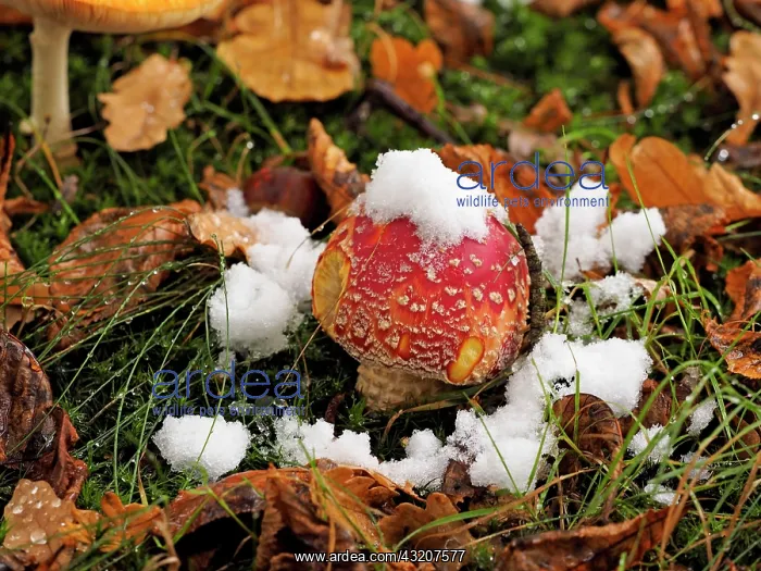 : 80185899 Fly Agaric Mushroom - with snow and Autumn : 80185899 Fly Agaric Mushroom - with snow and Autumn
