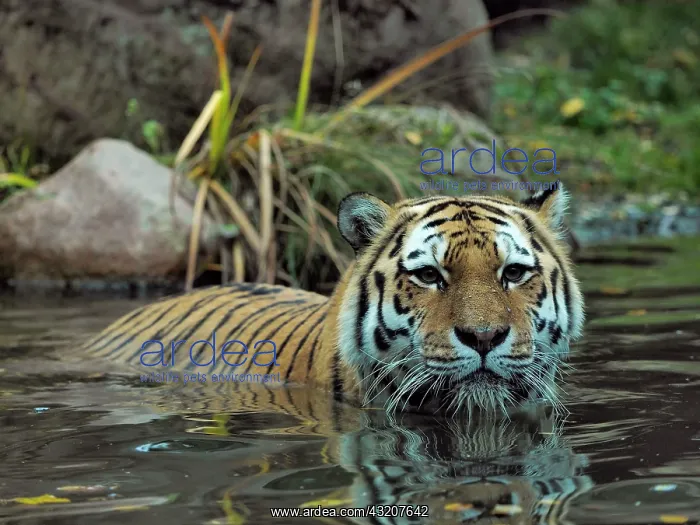 : 80185905 Amur Tiger - in water Leipzig Zoo, Germany : 80185905 Amur Tiger - in water Leipzig Zoo, Germany