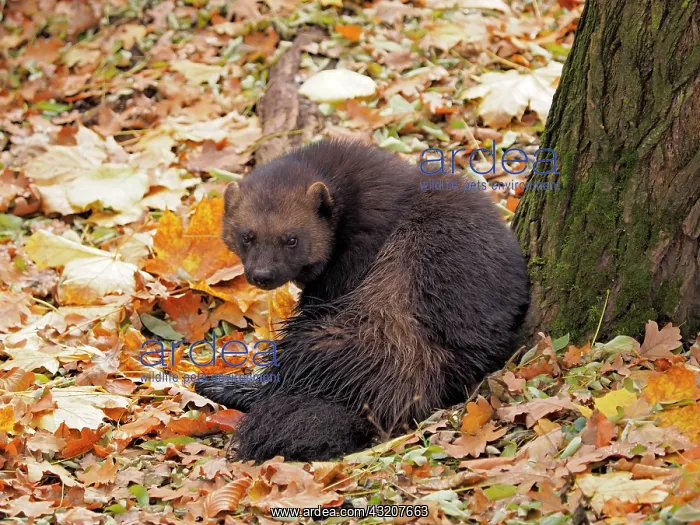  : 80185907 Wolverine - amongst Autumn leaves Chomutow