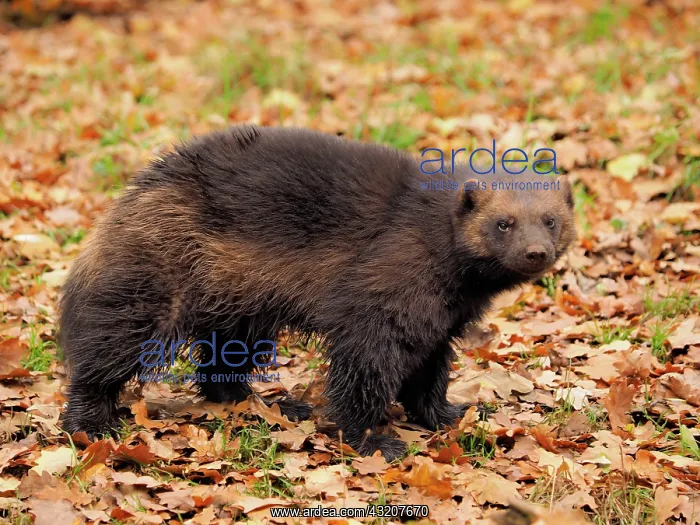 : 80185908 Wolverine - amongst Autumn leaves Chomutow : 80185908 Wolverine - amongst Autumn leaves Chomutow