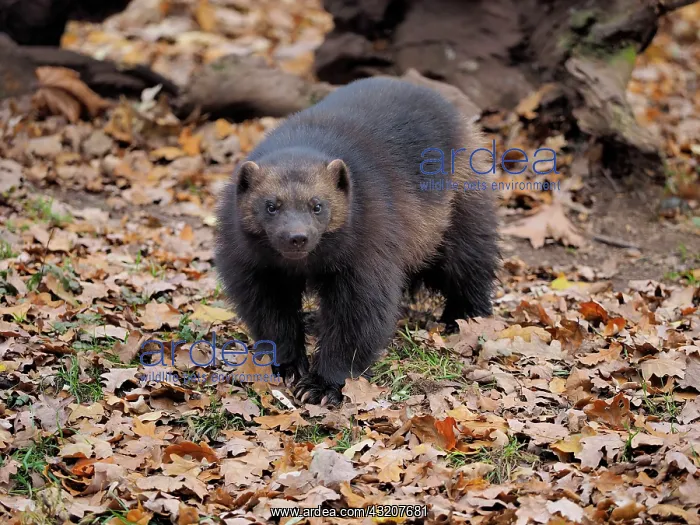 : 80185909 Wolverine - amongst Autumn leaves Chomutow : 80185909 Wolverine - amongst Autumn leaves Chomutow