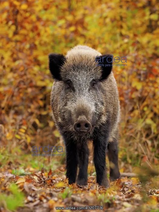  : 80185914 Wild Boar - autumn forest Germany Sus scrofa