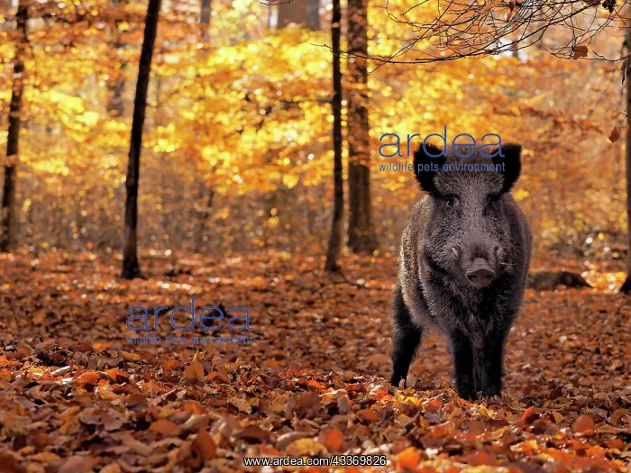 : 80185915 Wild Boar - autumn forest Germany Sus scrofa : 80185915 Wild Boar - autumn forest Germany Sus scrofa