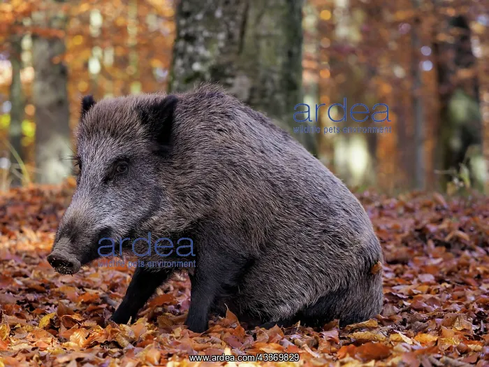 : 80185916 Wild Boar - autumn forest Germany Sus scrofa : 80185916 Wild Boar - autumn forest Germany Sus scrofa
