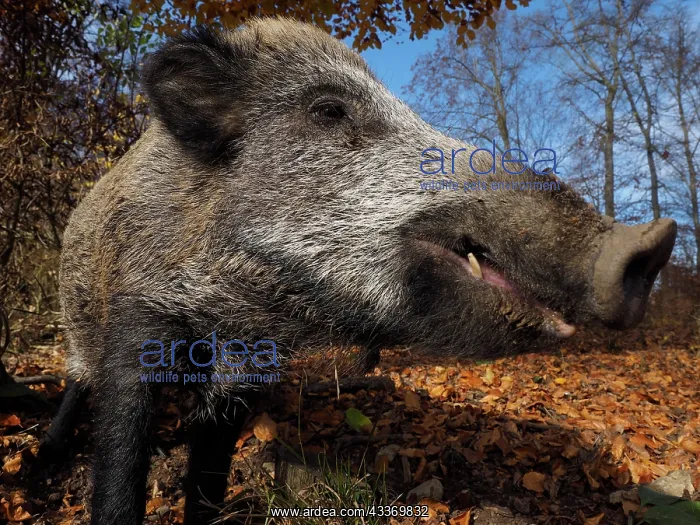 : 80185917 Wild Boar - autumn forest Germany Sus scrofa : 80185917 Wild Boar - autumn forest Germany Sus scrofa