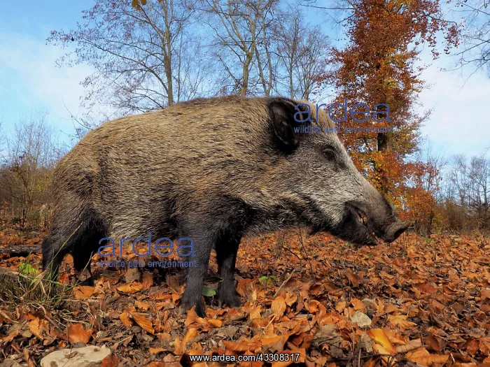 : 80185919 Wild Boar - autumn forest Germany Sus scrofa : 80185919 Wild Boar - autumn forest Germany Sus scrofa