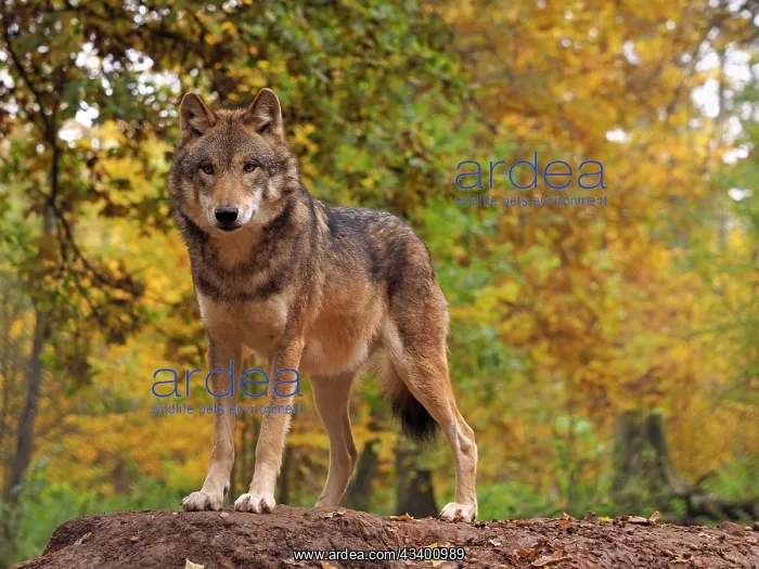 : 80185923 European Wolf - Autumn - controlled conditions : 80185923 European Wolf - Autumn - controlled conditions