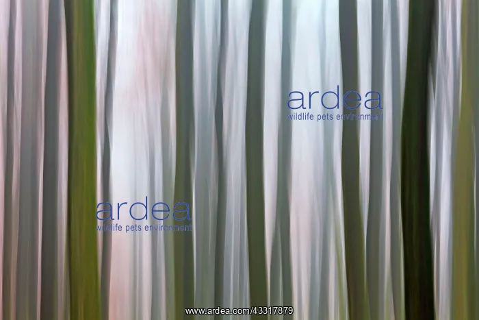 : 80185924 Beech Tree Stems - in woodland - in abstract : 80185924 Beech Tree Stems - in woodland - in abstract