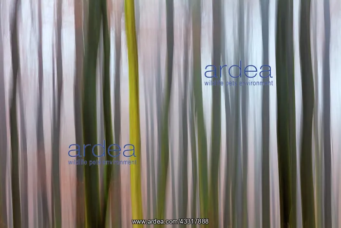 : 80185925 Beech Tree Stems - in woodland - in abstract : 80185925 Beech Tree Stems - in woodland - in abstract