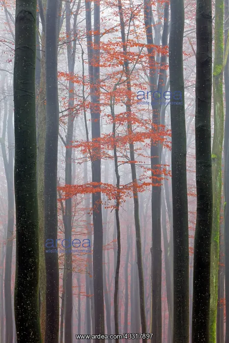 : 80185926 Beech Tree Woodland- in autumn mist Lower : 80185926 Beech Tree Woodland- in autumn mist Lower