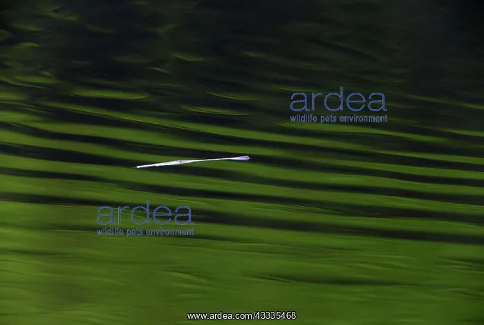  : 80185927 Plant Stalk - floating on lake surface