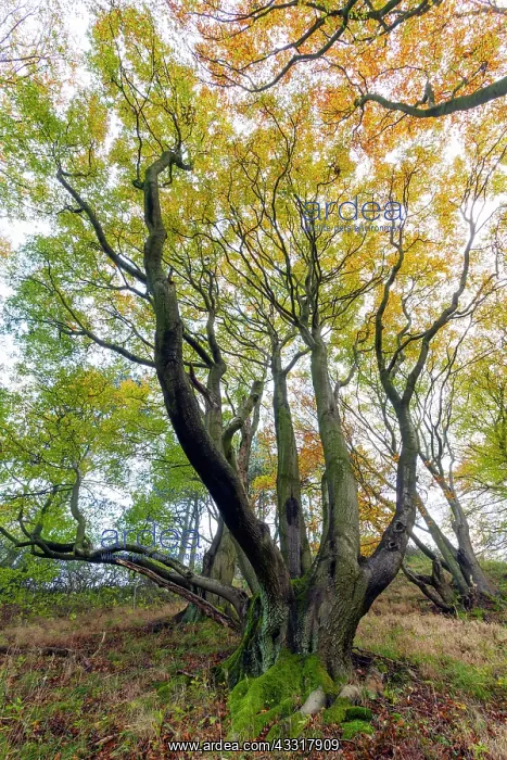 : 80185928 Beech Tree - multi-stemmed - in open woodland : 80185928 Beech Tree - multi-stemmed - in open woodland