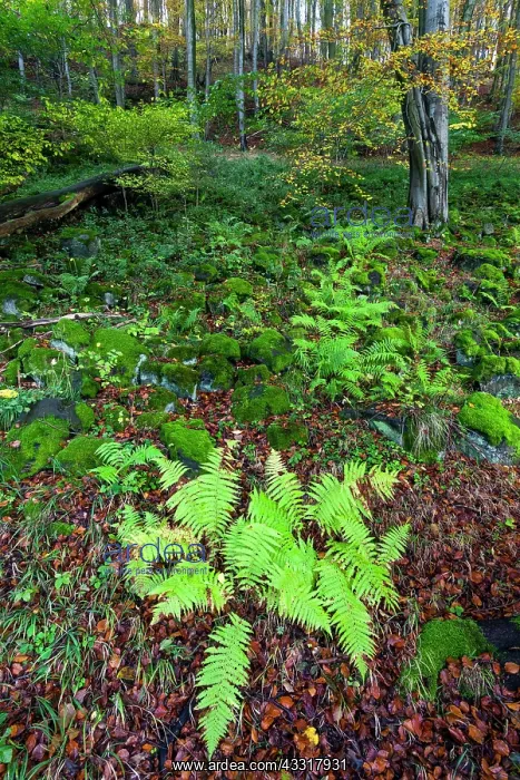 : 80185930 Beech woodland - in autumn colour - with : 80185930 Beech woodland - in autumn colour - with