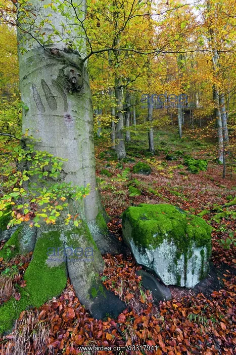 : 80185931 Beech woodland - in autumn colour - with : 80185931 Beech woodland - in autumn colour - with