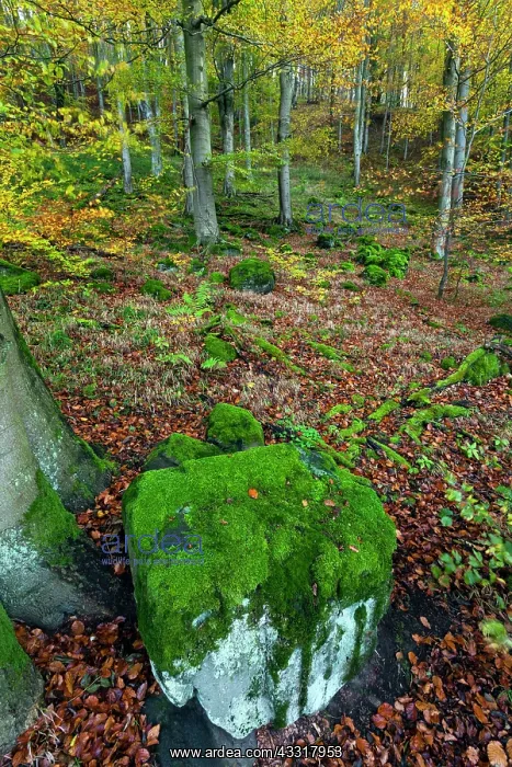 : 80185932 Beech woodland - in autumn colour - with : 80185932 Beech woodland - in autumn colour - with