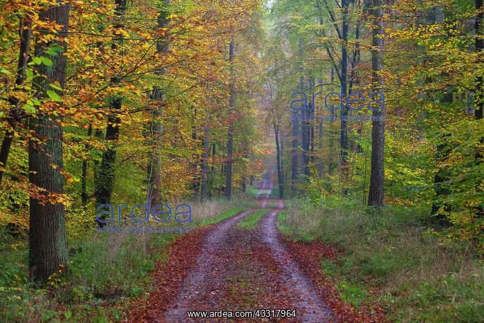 : 80185933 Mixed Woodland - in autumn colour - and : 80185933 Mixed Woodland - in autumn colour - and
