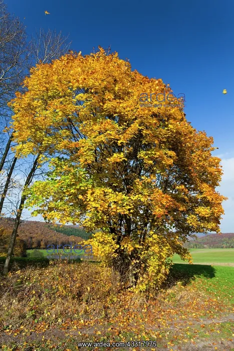 : 80185934 Norway Maple - tree in autumn colour Hessen : 80185934 Norway Maple - tree in autumn colour Hessen