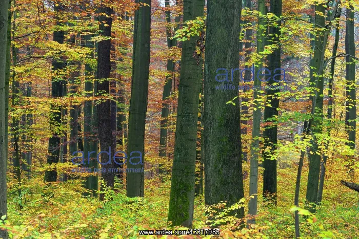 : 80185935 Beech Woodland - in autumn colour - with : 80185935 Beech Woodland - in autumn colour - with