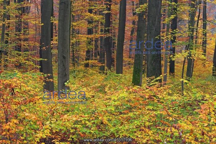 : 80185936 Beech Woodland - in autumn colour - with : 80185936 Beech Woodland - in autumn colour - with