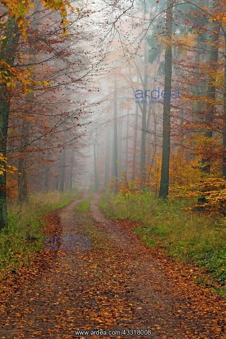 : 80185937 Mixed Woodland - in autumn colour - and : 80185937 Mixed Woodland - in autumn colour - and