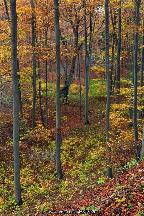 : 80185938 Beech Woodland - in autumn colour - with : 80185938 Beech Woodland - in autumn colour - with